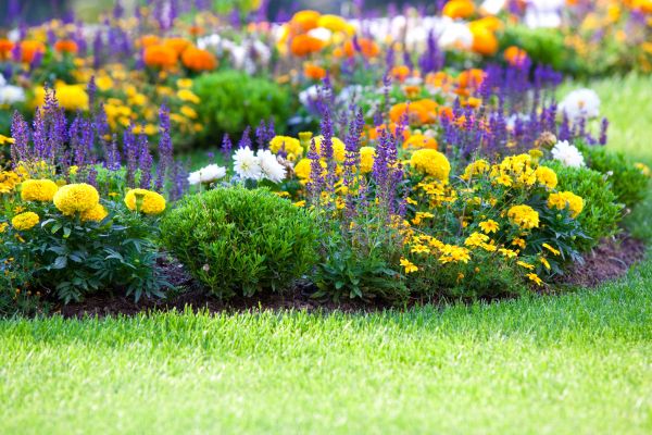 Flower Bed Maintenance in Stamford
