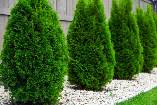 Arborvitae Planting in Stamford