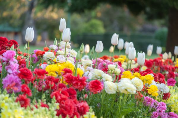 Gardening Service in Stamford