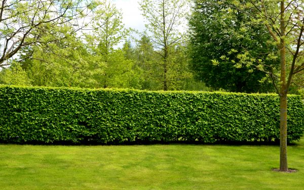 Hedge Planting in Stamford