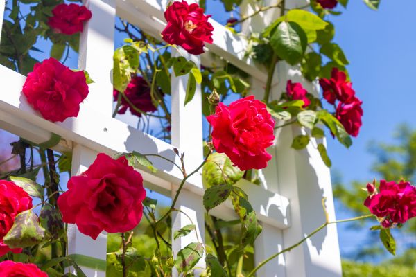 Home Gardening Service in Stamford