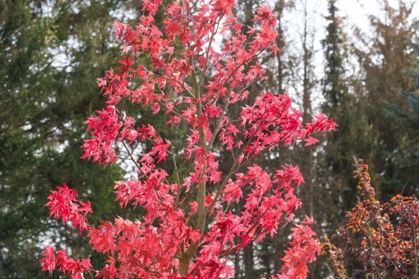 Japanese Maple Planting in Stamford