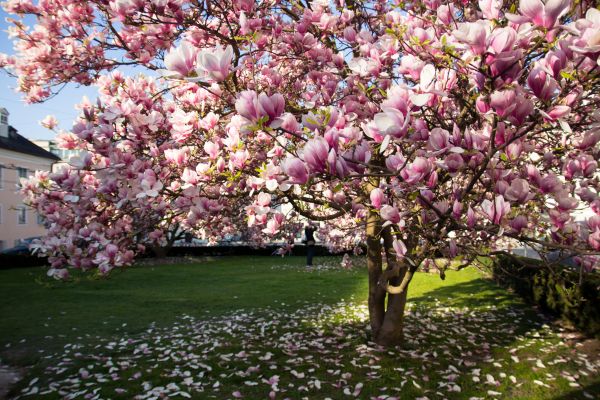 Magnolia Tree Planting in Stamford