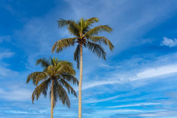 Palm Tree Planting in Stamford