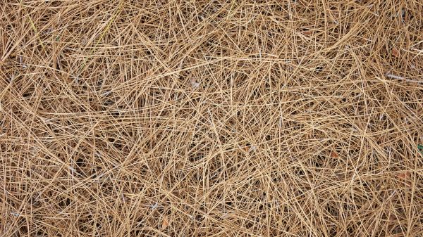 Pine Needles Delivery in Stamford
