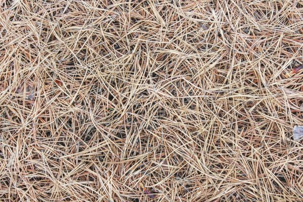 Pine Straw Installation in Stamford