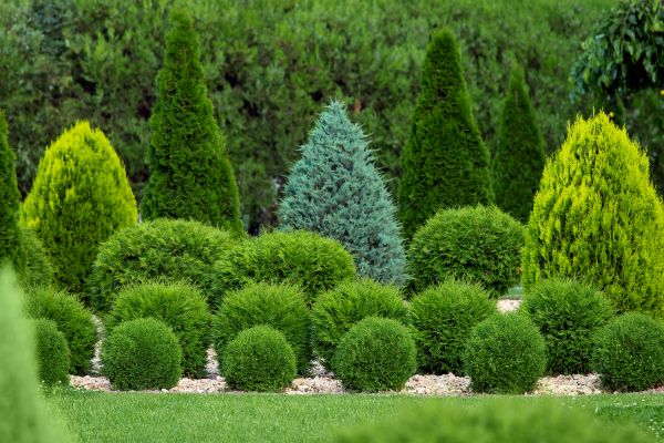 Shrub Replacement in Stamford