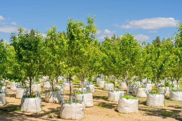 Tree Planting Service in Stamford