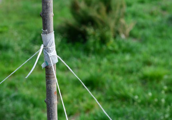 Tree Staking Service in Stamford
