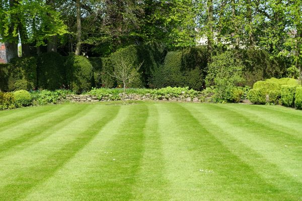 Lawn Renovation in Stamford