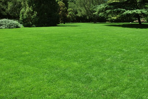 Lawn Landscaping in Stamford