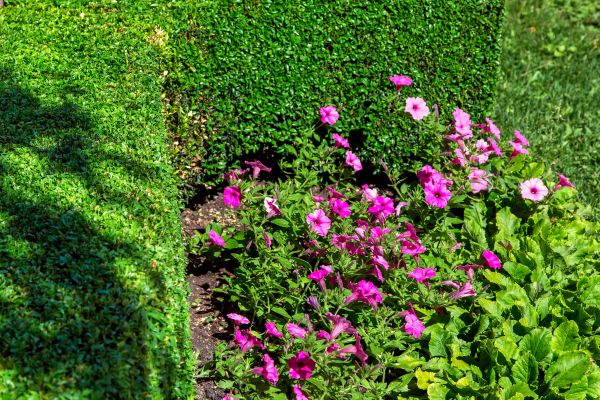 Softscaping Service in Stamford