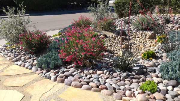 Xeriscape Landscaping in Stamford