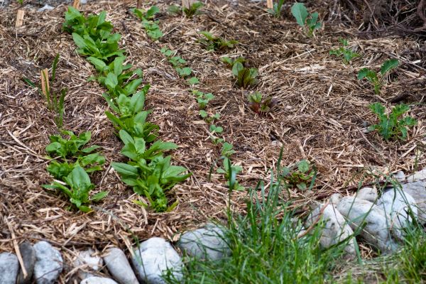 Mulch Service in Stamford