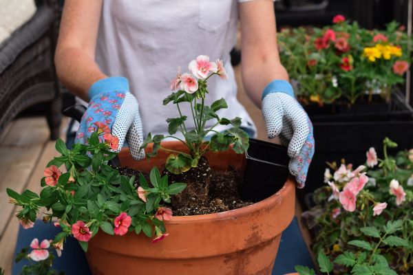Plant Care Service in Stamford