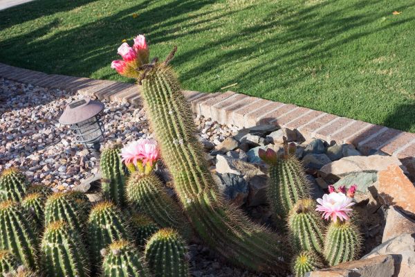 Desert Landscaping in Stamford