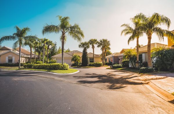 Palm Tree Landscaping in Stamford