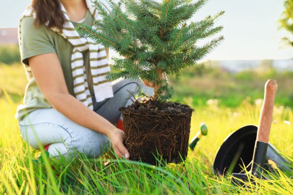 Spruce Tree Planting in Stamford