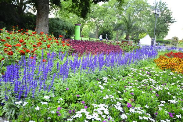 Perennials Planting in Stamford