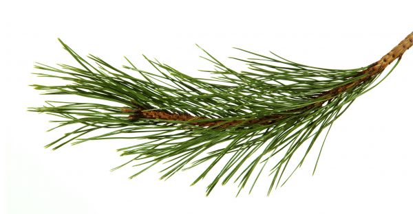 Pine Needles Installation in Stamford