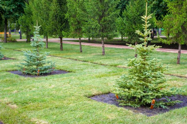 Privacy Trees Planting in Stamford