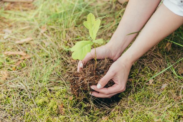 Oak Tree Planting in Stamford