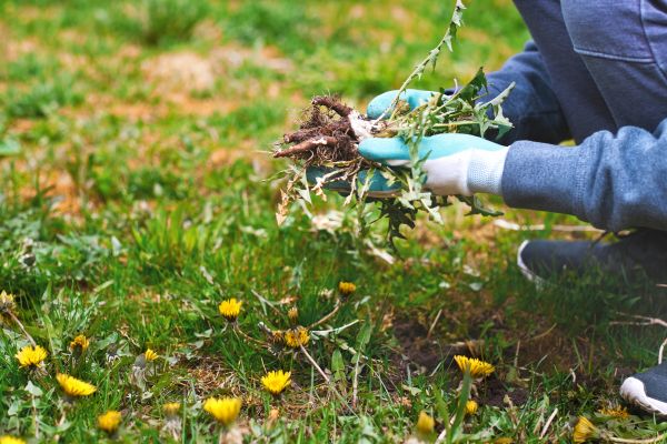 Flower Bed Clearing in Stamford
