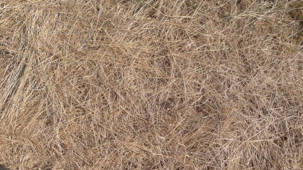 Pine Straw Replacement in Stamford