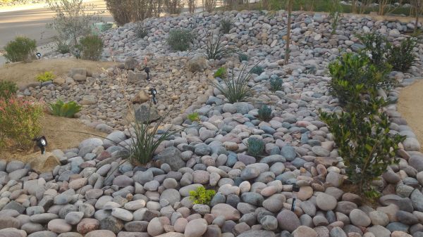 Yard Xeriscaping in Stamford