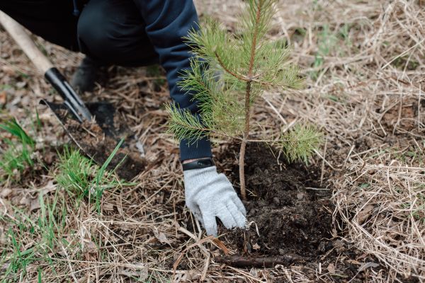 Pine Tree Planting in Stamford