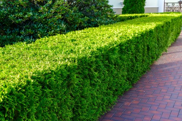 Hedge Installation in Stamford