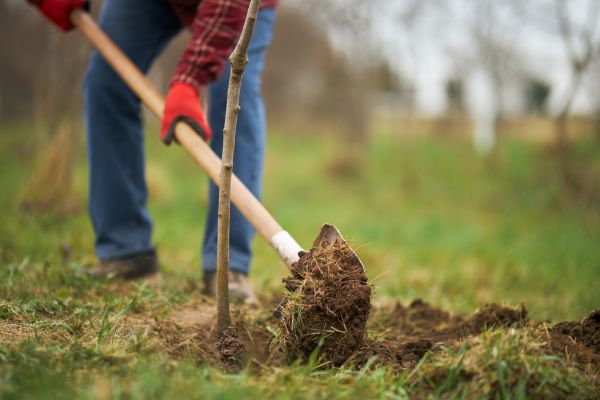 Trees Planting in Stamford