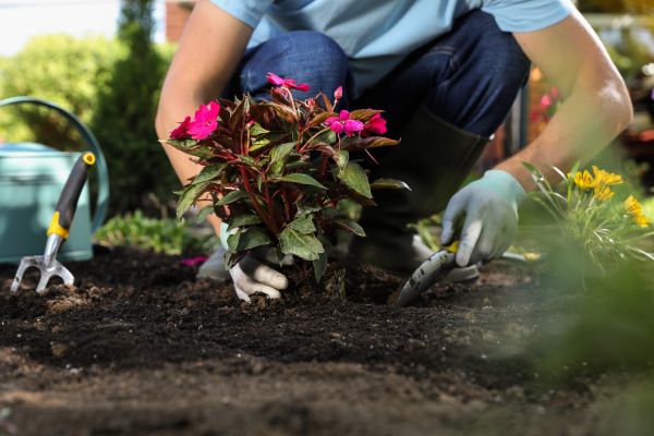Plant Replacement in Stamford
