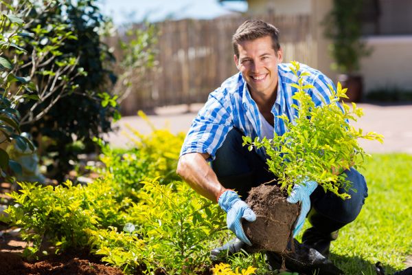 Shrub Landscaping in Stamford