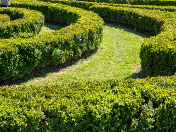 Bush Landscaping in Stamford