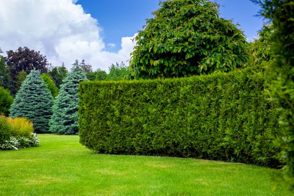 Hedge Landscaping in Stamford
