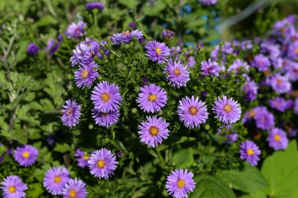 Perennial Flower Planting in Stamford