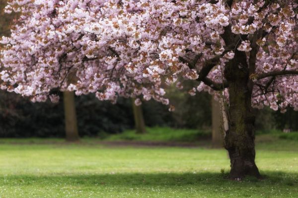 Cherry Tree Planting in Stamford