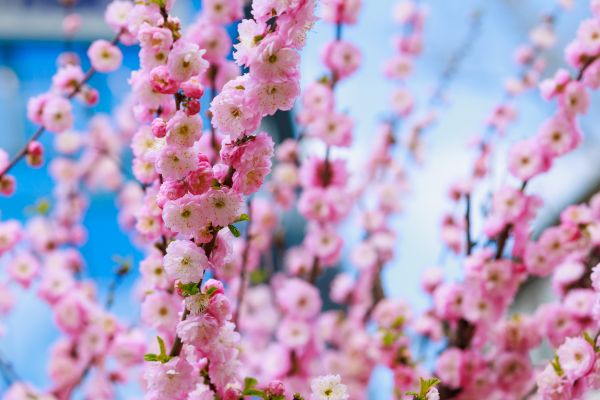Japanese Cherry Tree Planting in Stamford
