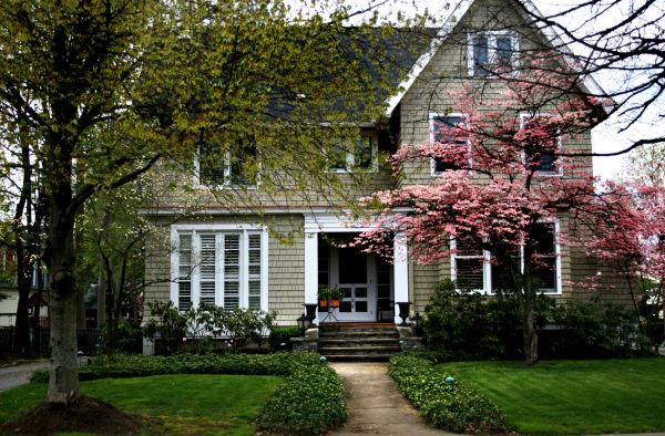 Ornamental Tree Planting in Stamford