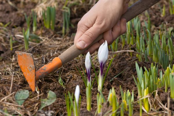 Flower Garden Weeding in Stamford