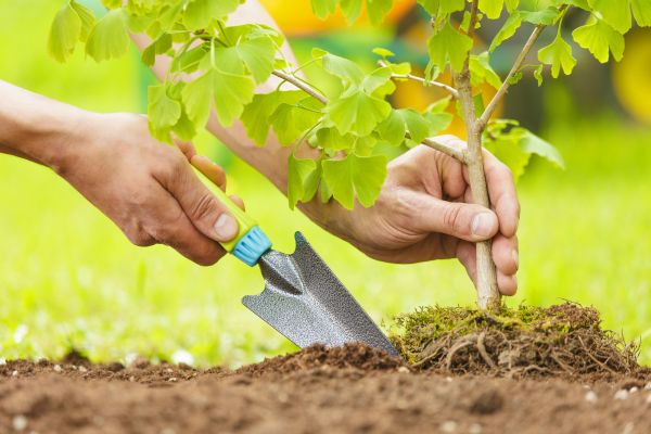 Fruit Tree Planting in Stamford