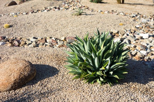 Xeriscaping Service in Stamford