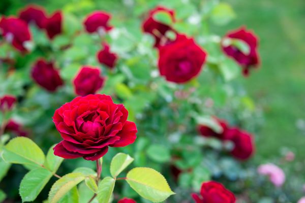 Rose Planting in Stamford