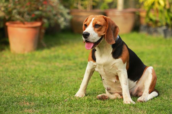 Dog Friendly Landscaping in Stamford