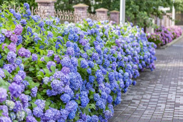 Hydrangea Landscaping in Stamford