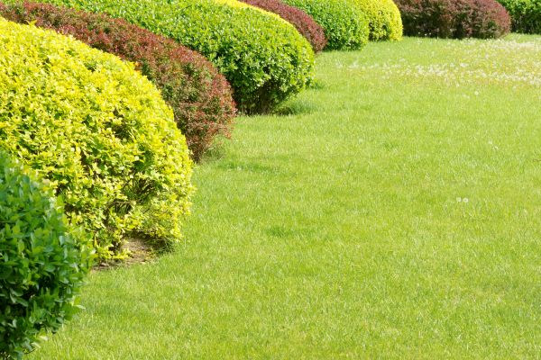 Shrubbery Planting in Stamford