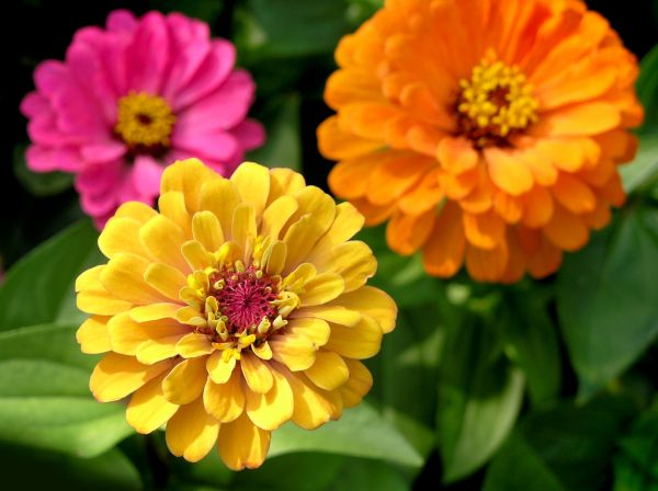 Zinnia Planting in Stamford
