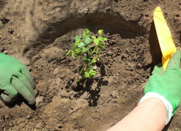 Rose Bush Planting in Stamford