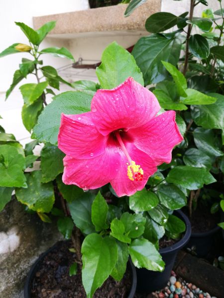 Hibiscus Planting in Stamford